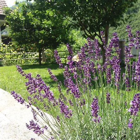 Dreznjak Kuca Lavanda מראה חיצוני תמונה